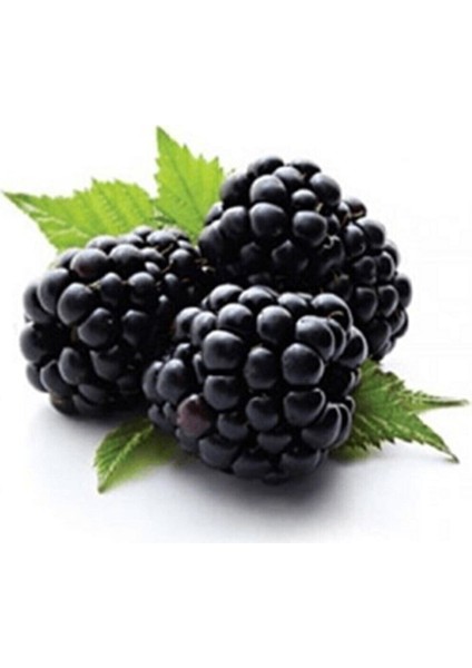 Böğürtlen Tohumu Ahududu Tohumu 5 Adet Tohumu fırsatları