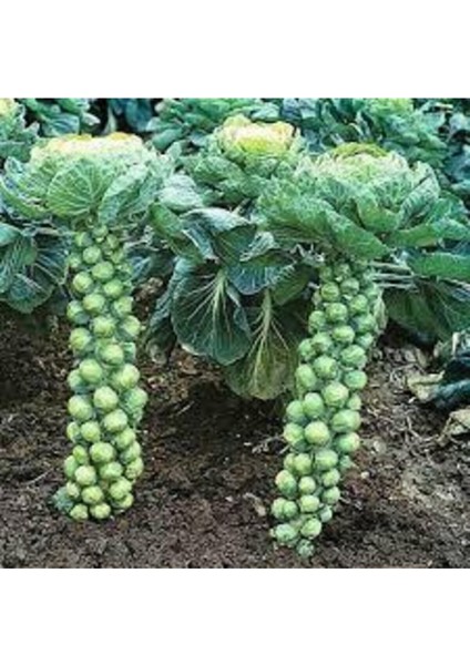 50 Adet Tohum Yerli Bürüksel Lahana Tohumu Süpriz Hediye Tohum Brüksel Lahanası Lahana modelleri