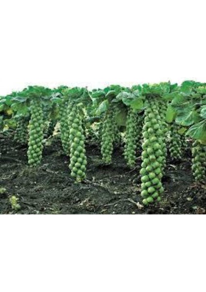 50 Adet Tohum Yerli Bürüksel Lahana Tohumu Süpriz Hediye Tohum Brüksel Lahanası Lahana fırsatları