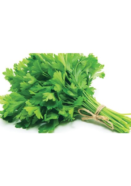 Geniş Yapraklı Maydanoz Tohumu 500 Adet Maydonoz Tohumu