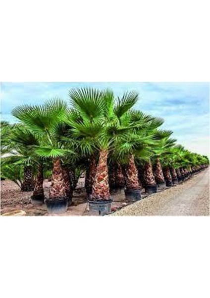 3 Adet Tohum Nadir Bulunan Washıngtonia Robusta Palmiye Ağacı Tohumu Saksı Toprak Sürpriz Hediye Toh