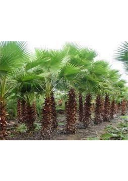 3 Adet Tohum Nadir Bulunan Washıngtonia Robusta Palmiye Ağacı Tohumu Saksı Toprak Sürpriz Hediye Toh fiyatları