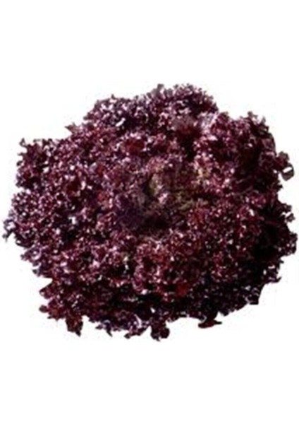 Lollorosso Kıvırcık Marul Tohumu 100 Adet Tohum Lolo Rosso fiyatları