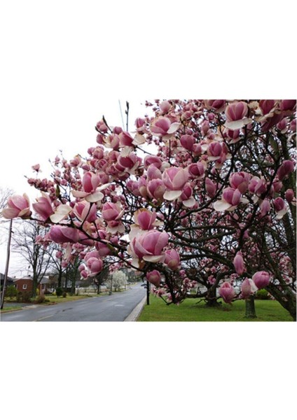 Manolya Ağacı Tohumu 5 Adet Tohum fiyatları