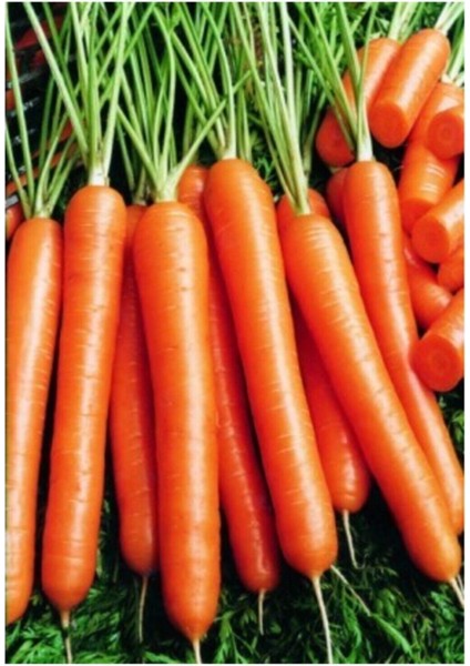 Havuç Tohumu 100 Adet Tohum Nantes Etli Erkenci Havuç fiyatları