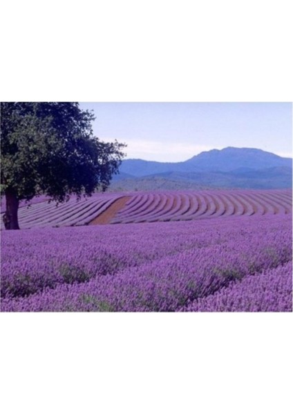 Mor Lavanta Çiçeği Tohumu Mis Kokulu 50+ Tohum