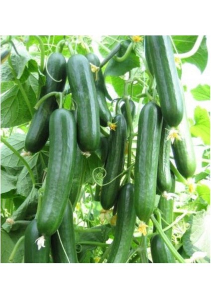 Bol Verimli Erkenci Badem Salatalık Tohumu 10 Adet Tohum modelleri