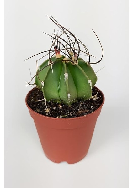 Lü Astrophytum Özel Tür Kaktüs Seti 5.5 cm Saksıda fırsatları