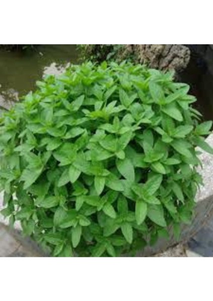 Nane Tohumu 50 Adet + Saksı Toprak