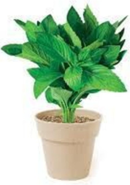 Nane Tohumu 50 Adet + Saksı Toprak fiyatları