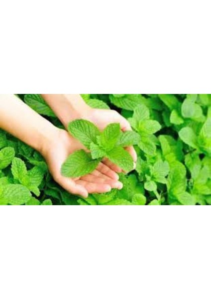 Nane Tohumu 50 Adet + Saksı Toprak modelleri