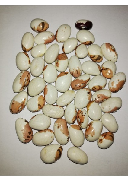 Ayşe Kadın Fasulye Tohumu 25 Adet Fasülye Tohumu