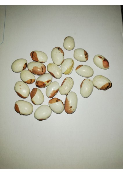 Ayşe Kadın Fasulye Tohumu 25 Adet Fasülye Tohumu fiyatları