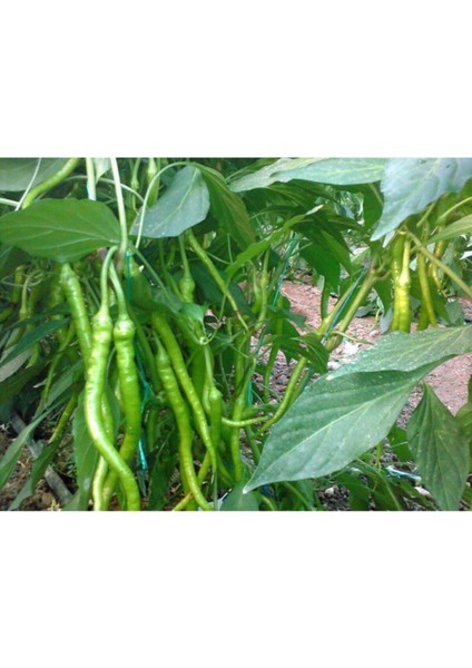 Sivri Acı Kıl Biber Tohumu 50 Adet Tohum fiyatları