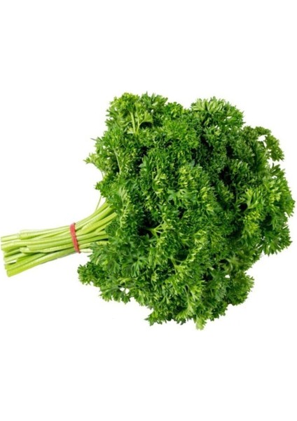 Kıvırcık Maydonoz Tohumu 250 Adet Tohum Maydanoz Tohumu
