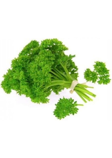 Kıvırcık Maydonoz Tohumu 250 Adet Tohum Maydanoz Tohumu fiyatları