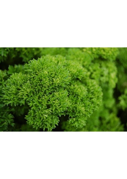 Kıvırcık Maydonoz Tohumu 250 Adet Tohum Maydanoz Tohumu modelleri