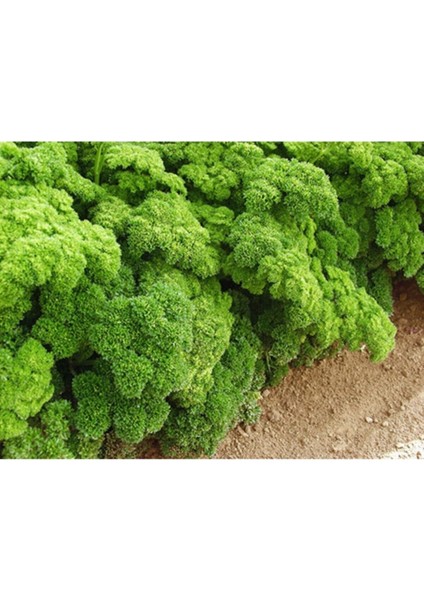 Kıvırcık Maydonoz Tohumu 250 Adet Tohum Maydanoz Tohumu fırsatları