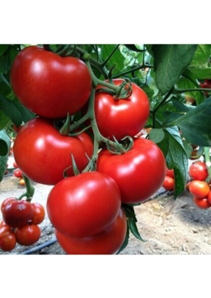 Erkenci Salkım Domates Tohumu 15 Adet Domates Tohumu modelleri