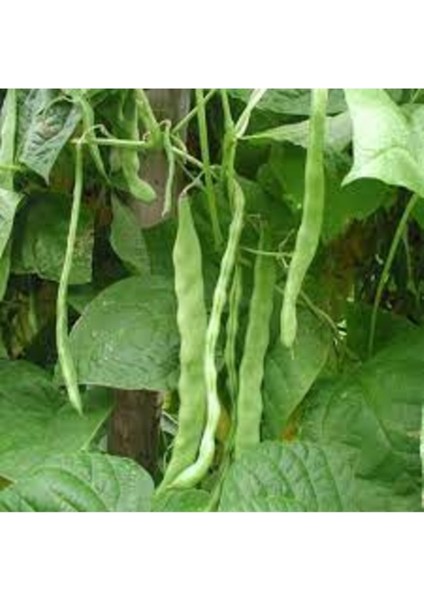 100 Adet Tohum Nadir 40 Günlük Erkenci Taze Fasulye Fasülye Tohumu Hediye Tohumludur