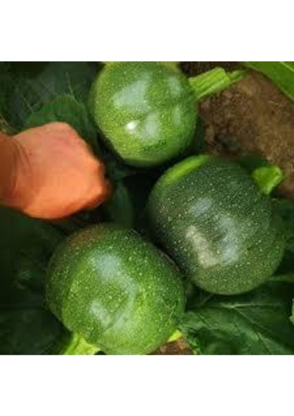 30 Adet Tohum Süper Paket Dolmalık Nadir Topak Kabak Tohumu Yuvarlak Kabak Tohumu Yeşil Kabak modelleri