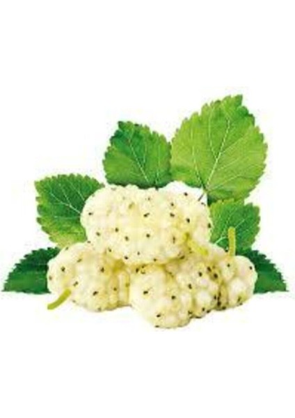 5 Adet Tohum Beyaz Dut Tohumu Saksı Toprak Sürpriz Tohum fiyatları