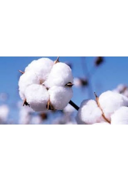 25 Adet Tohum Pamuk Tohumu Çukurova Pamuk Tohumu fiyatları