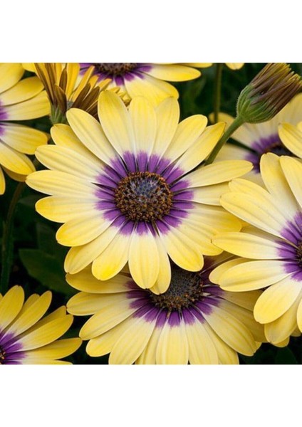 200 Adet Tohum Nadir Afrika Papatyası Çiçeği Tohumu Sürpriz Hediye Tohumludur