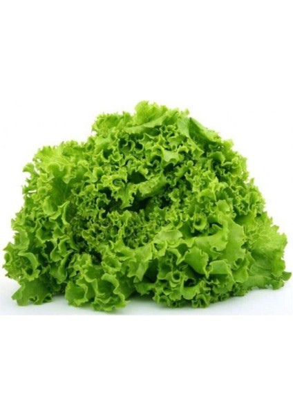 Kıvırcık Marul Tohumu 100 Adet Tohum Sebze Tohumu modelleri