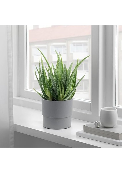 Nypon Bitki Saksısı, 12 Cm, Açık Hava Gri indirimleri