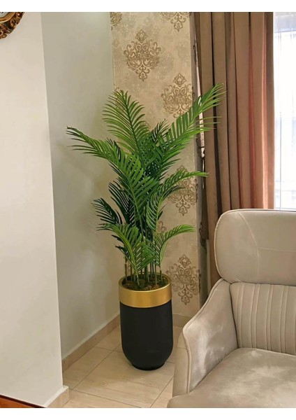 Siyah Gold Darbuka Saksıda Tusem Areka -160 cm
