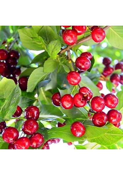 Tüplü Aromatik Bol Verimli Yarı Bodur Montmorency Vişne Fidanı fiyatları