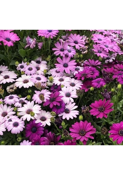 Bodrum Papatyası Tohumu (Kısa Boylu) Karışık Renkli - 5 Tohum fiyatları