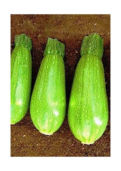 Tarım Ata Tohumu Yerli Ampul Kabak Kumsal 20 Adet Tohum