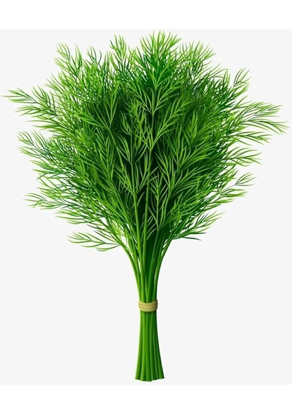 Garden Doğal Dereotu Tohumu 1000 Ad. Tohum