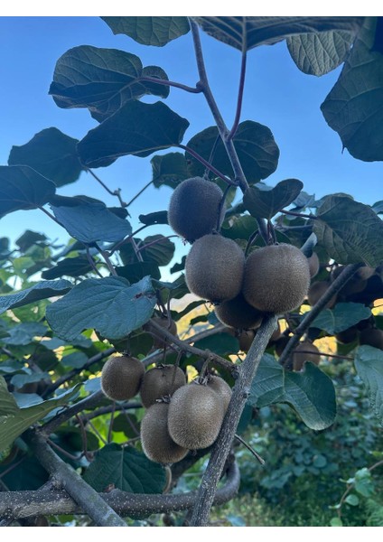 Taze Rize Kivisi 5 kg – 2025 Yeni Hasat fiyatları