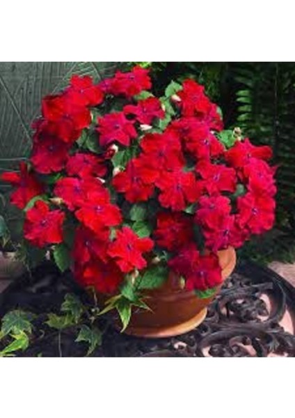 50 Adet Tohum Nadir Kırmızı Cam Güzeli Çiçeği Tohumu Mezarlık Kabir Çiçek Tohumu