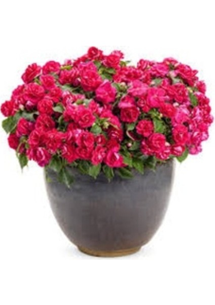 50 Adet Tohum Nadir Kırmızı Cam Güzeli Çiçeği Tohumu Mezarlık Kabir Çiçek Tohumu fiyatları