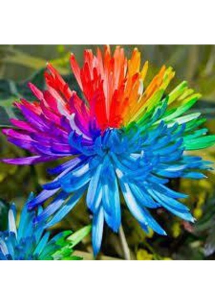 5 Adet Tohum Krizantem Crizantem Çiçeği Gökkuşağı Çiçeği Sürpriz Hediye Tohumludur