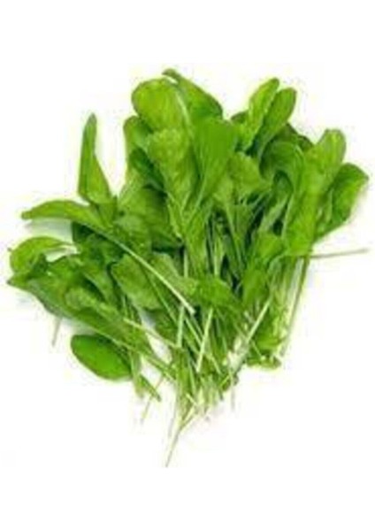 200 Adet Tohum Geleneksel Yaprak Roka Tohumu Sürpriz Hediye Tohum