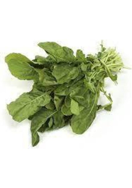 200 Adet Tohum Geleneksel Yaprak Roka Tohumu Sürpriz Hediye Tohum fiyatları