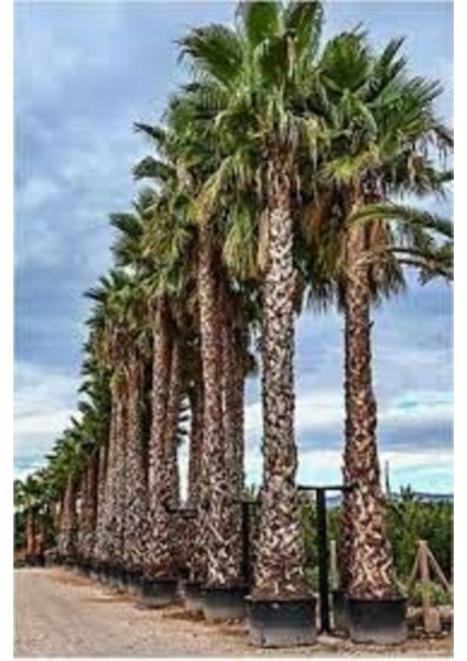 5 Adet Tohum Taze Hasat Kalın Yapraklı Dev Palmiye Ağaç Tohumu Akdeniz Palmiye Tohum