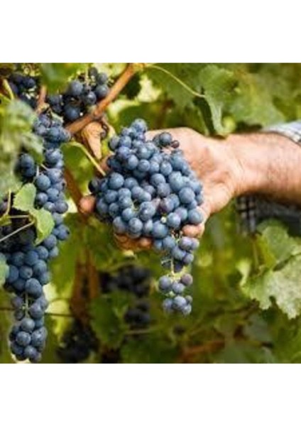 20 Adet Tohum Siyah Üzüm Black Magic Asma Ağacı Tohumu Sürpriz Hediye Bonsai Ağacı Tohumu fiyatları