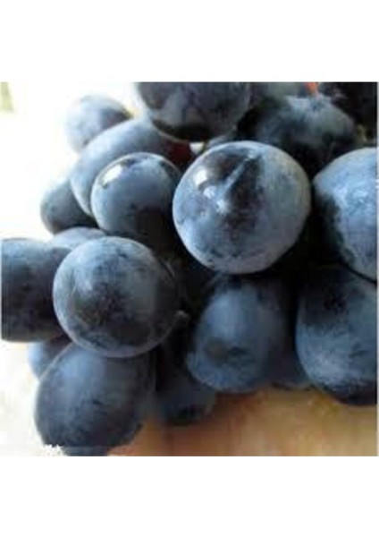 20 Adet Tohum Siyah Üzüm Black Magic Asma Ağacı Tohumu Sürpriz Hediye Bonsai Ağacı Tohumu modelleri