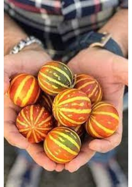 5 Adet Tohum Mis Kokulu Nevşehir Mini Parfüm Kavunu Tohumu Organik Hasat Taze Tohum