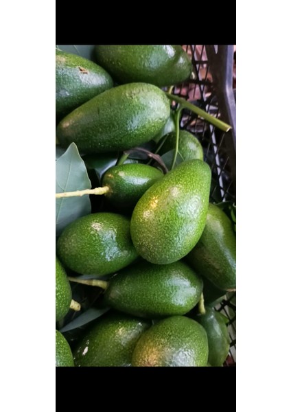 Avokado fırsatları