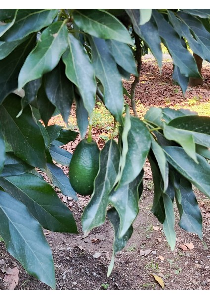 Avokado fırsatları