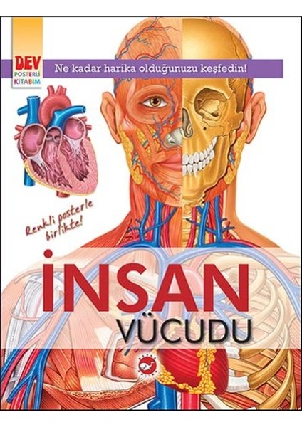 Insan Vücudu