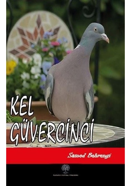 Kel Güvercinci