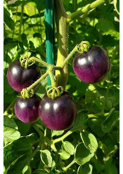 Domates Tohumu 20 Adet fiyatları